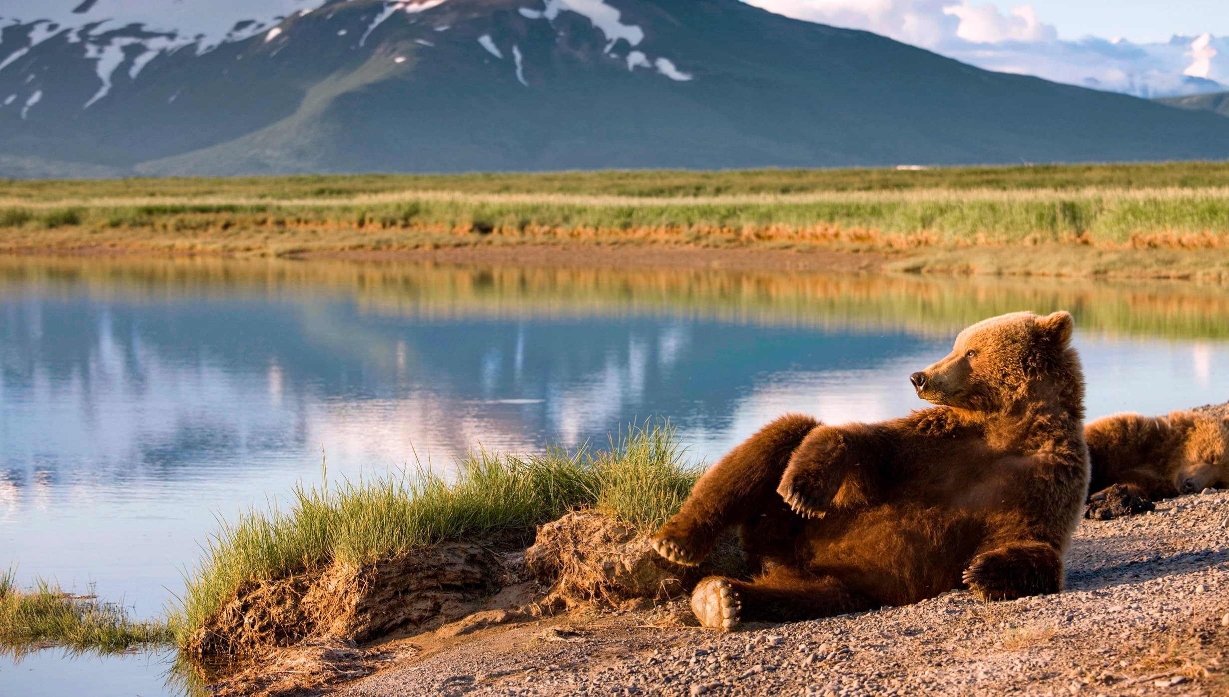Urso marrom em paisagem do Alasca | MSC Cruzeiros Urso marrom em paisagem do Alasca | MSC Cruzeiros