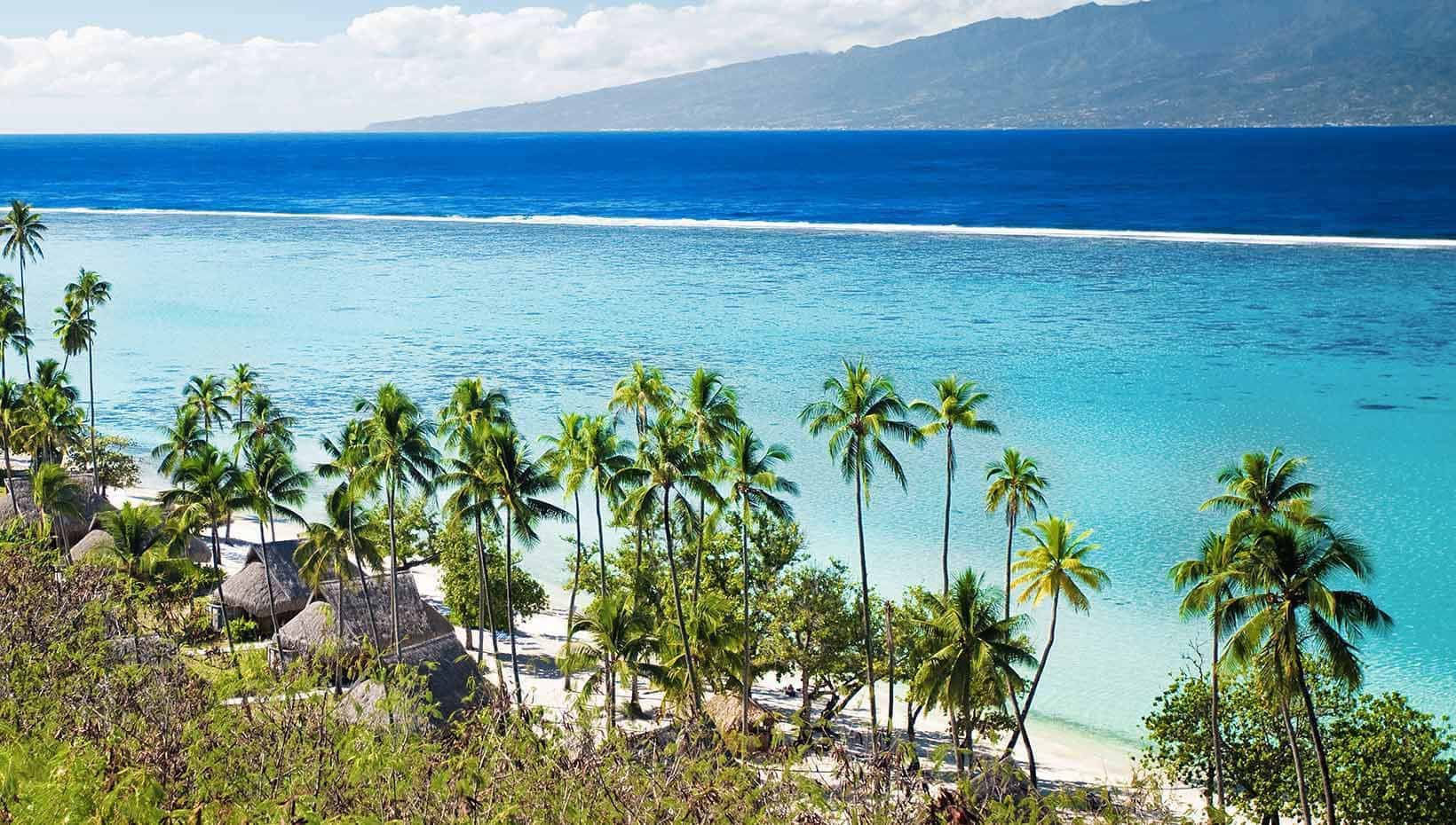 Tropical beach with palm trees and turquoise water in a serene island setting | MSC Cruises Tropical beach with palm trees and turquoise water in a serene island setting | MSC Cruises