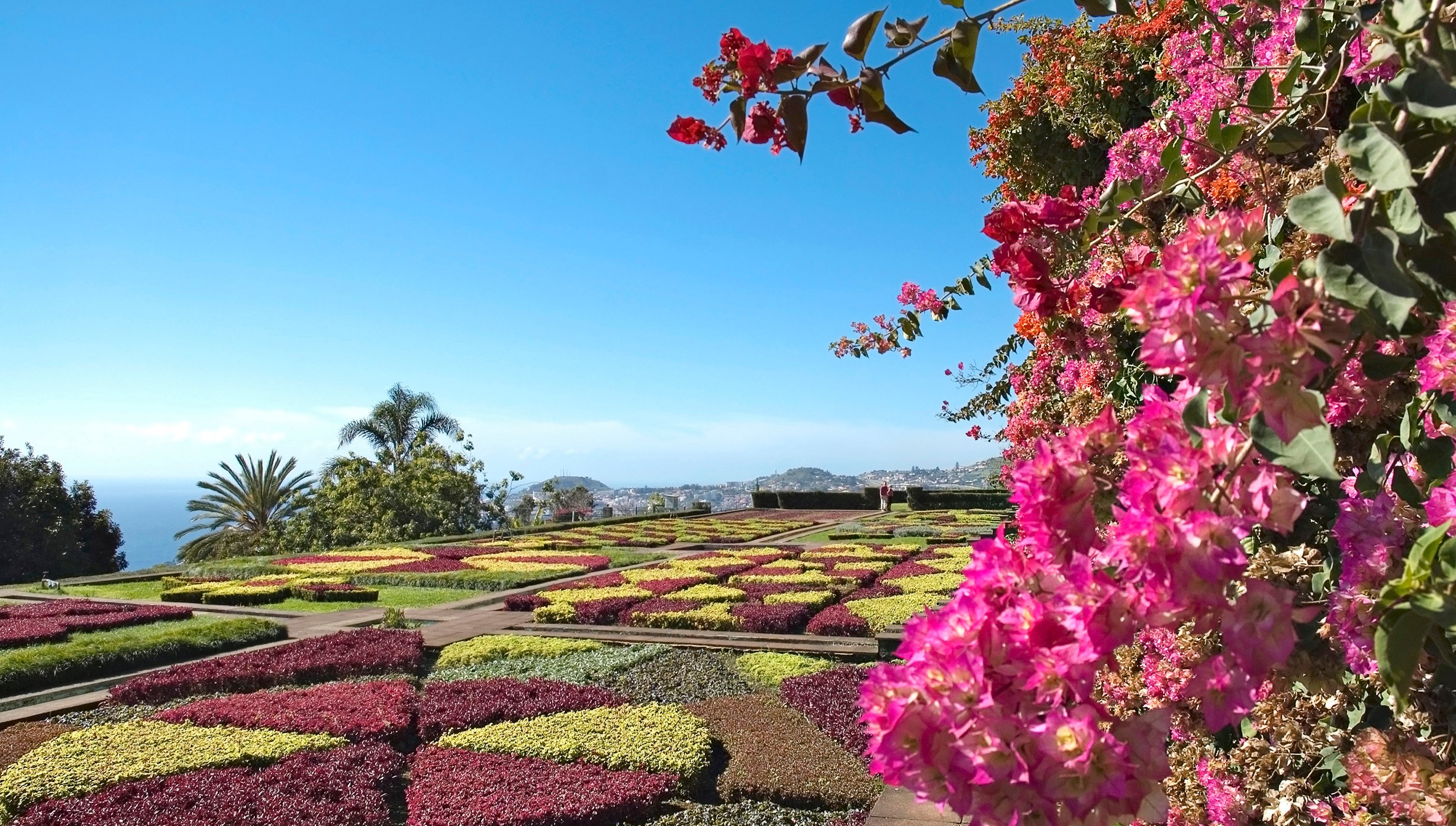 flower, Madeira Botanical Garden, Botanical garden, flower, Madeira Botanical Garden, Botanical garden,