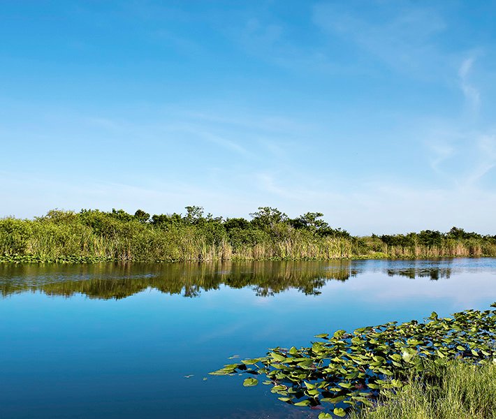 Excursões em Miami, Everglades | MSC Cruzeiros