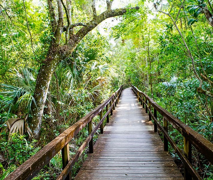 Excursões em Miami, Everglades | MSC Cruzeiros Excursões em Miami, Everglades | MSC Cruzeiros